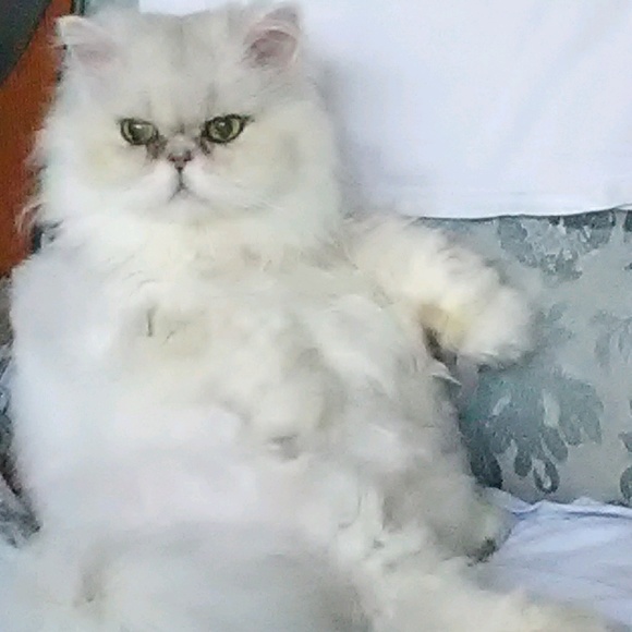 Meet your Posher, Ouiser Boudreaux - Picture 1 of 1